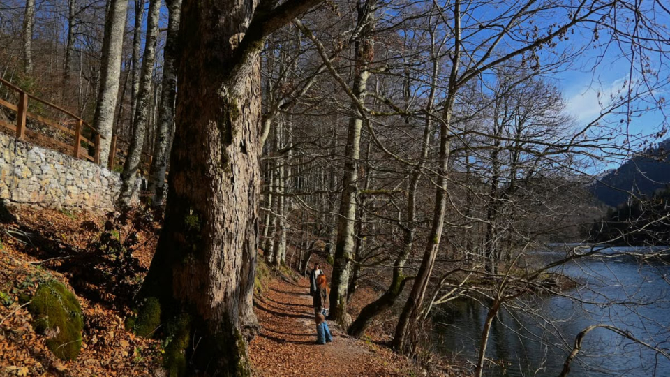 A tranquil winter scene with a person walking along a lakeside forest path under bare trees.